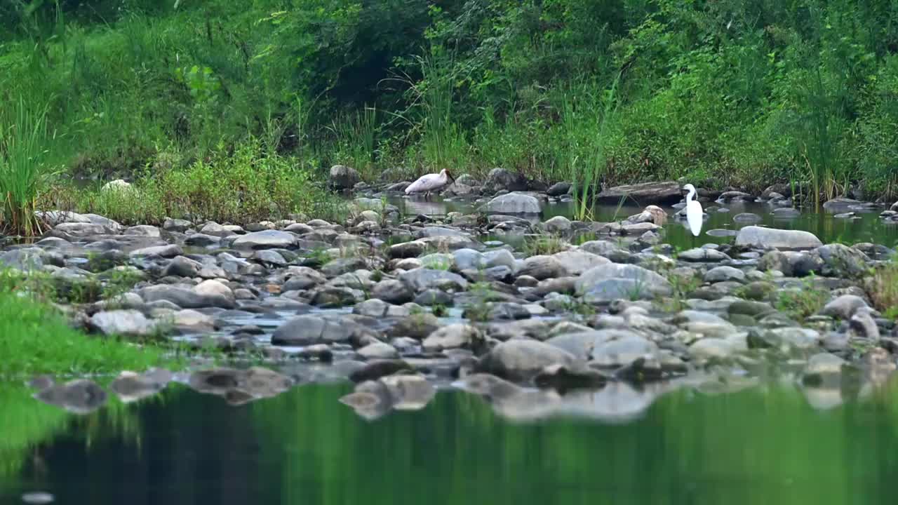 朱鹮视频素材