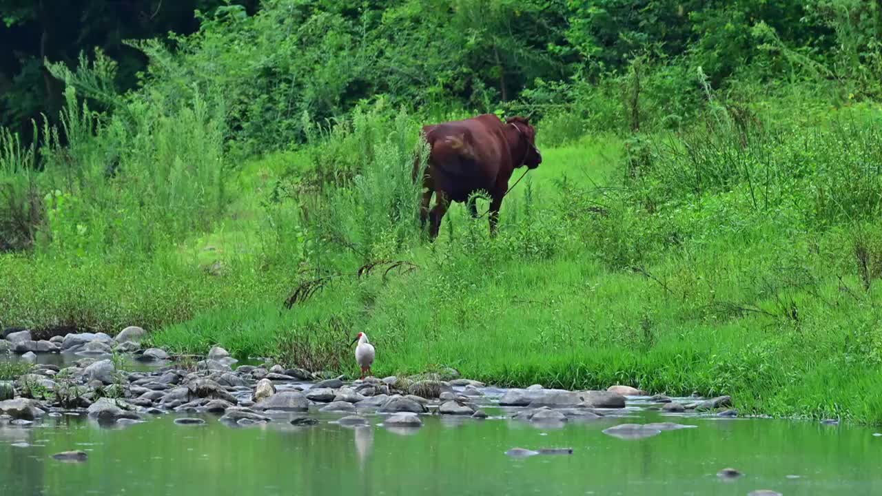 朱鹮视频素材