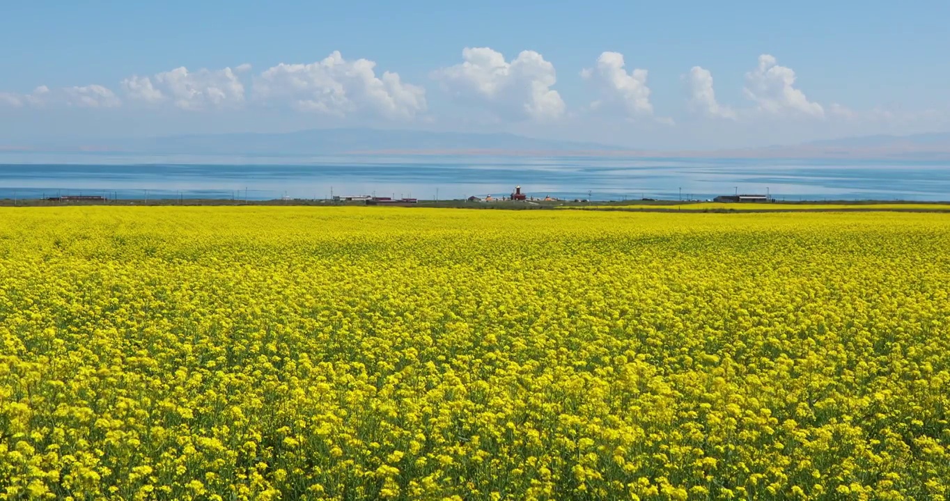 青海湖的夏天，青海湖的油菜花，优美自然的夏日风景视频素材