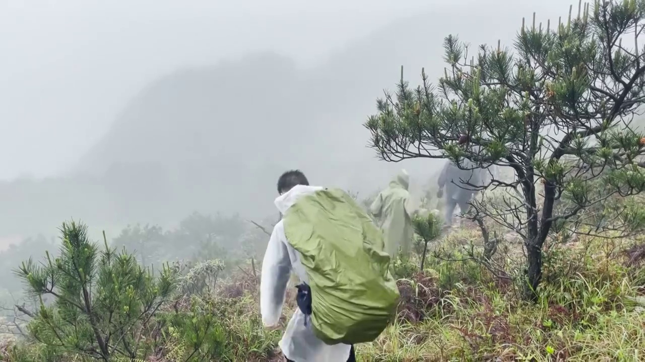 登山者在松林间穿行背着巨大背包视频素材