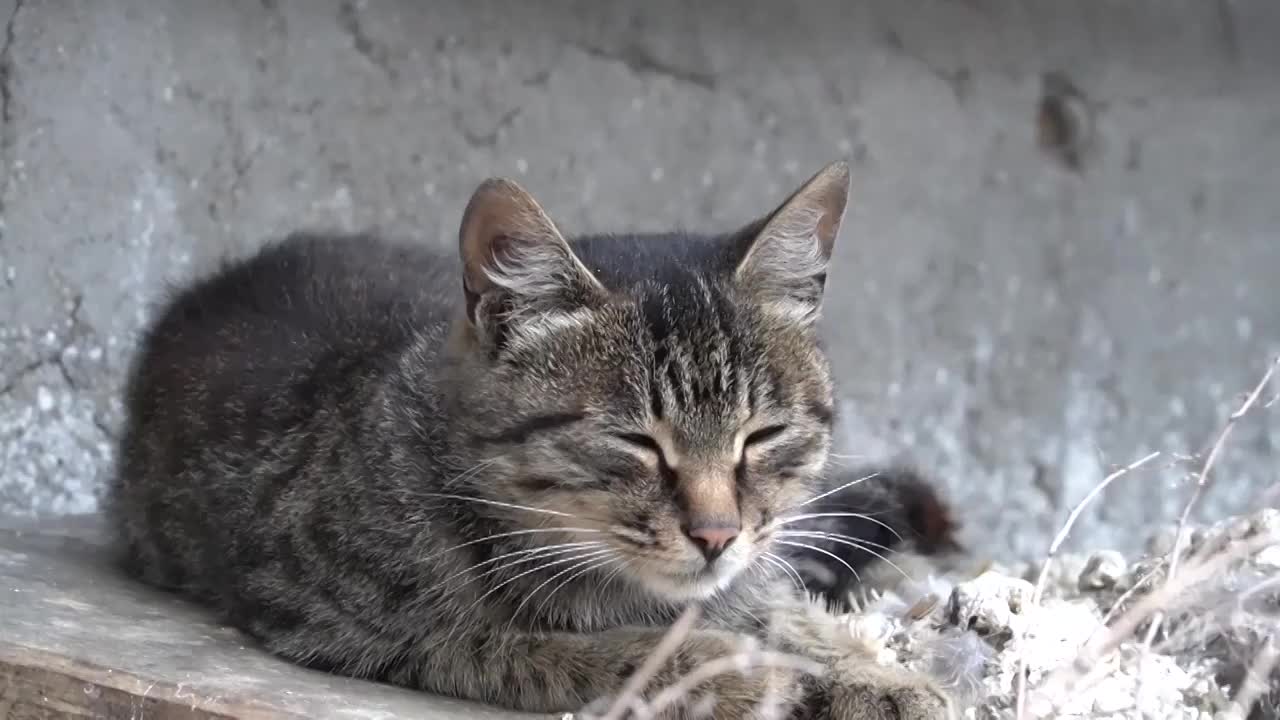 农村狸花猫眯着眼睛特写视频下载