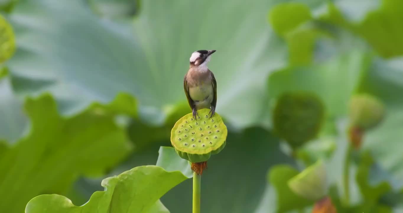 白头鹎视频素材