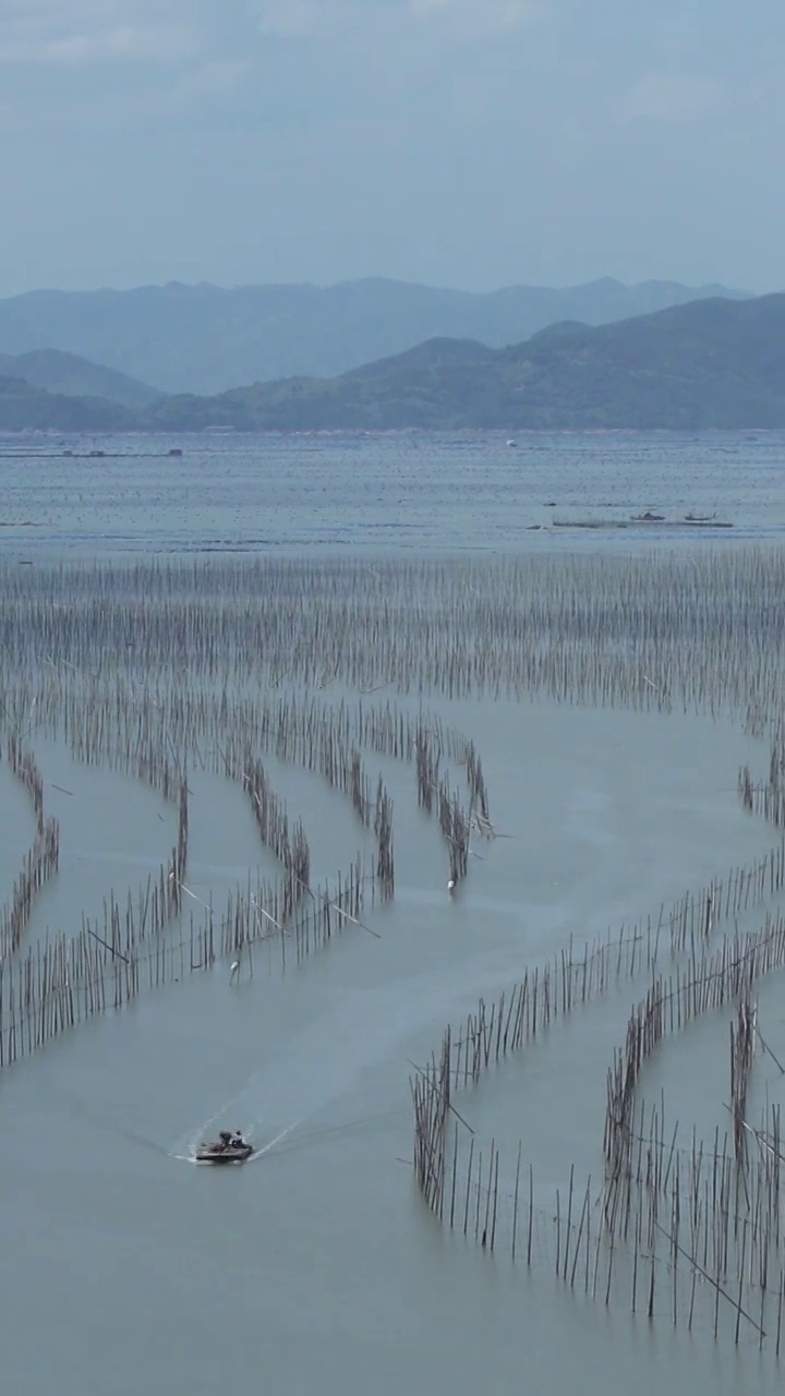 霞浦沙江S弯，霞浦还带养殖的竹竿，大海里的竹竿视频素材