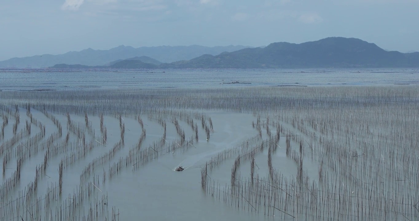 霞浦沙江S弯，霞浦还带养殖的竹竿，大海里的竹竿视频素材