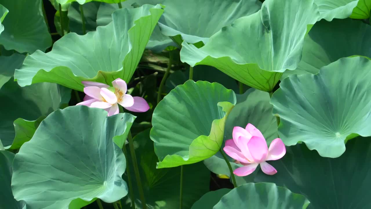 玄武湖荷花荷叶随风摆动空镜视频素材