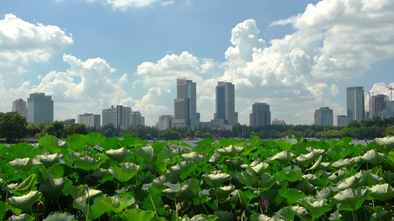 南京玄武湖美景 风吹荷花池与蓝天白云视频素材