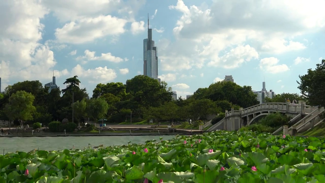 南京玄武湖美景 风吹荷花池与蓝天白云视频素材