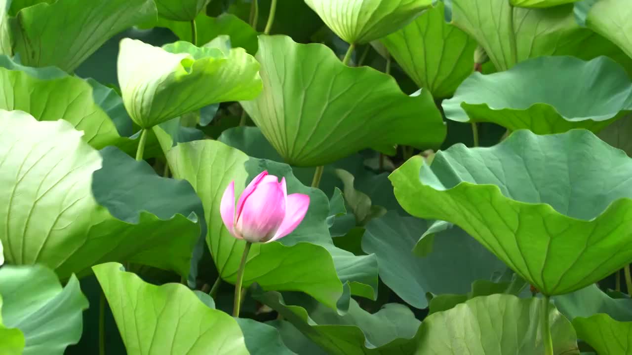 玄武湖荷花荷叶随风摆动空镜视频素材