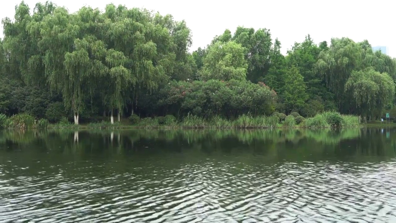 微风吹拂湖面水波荡漾岸边绿意葱葱视频素材