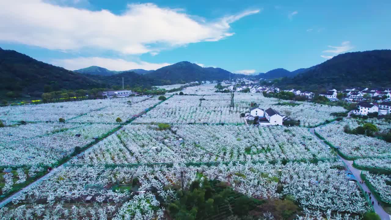 无人机航拍鸟瞰苏州树山翠冠梨果园基地梨园春天梨花盛开的景象视频素材