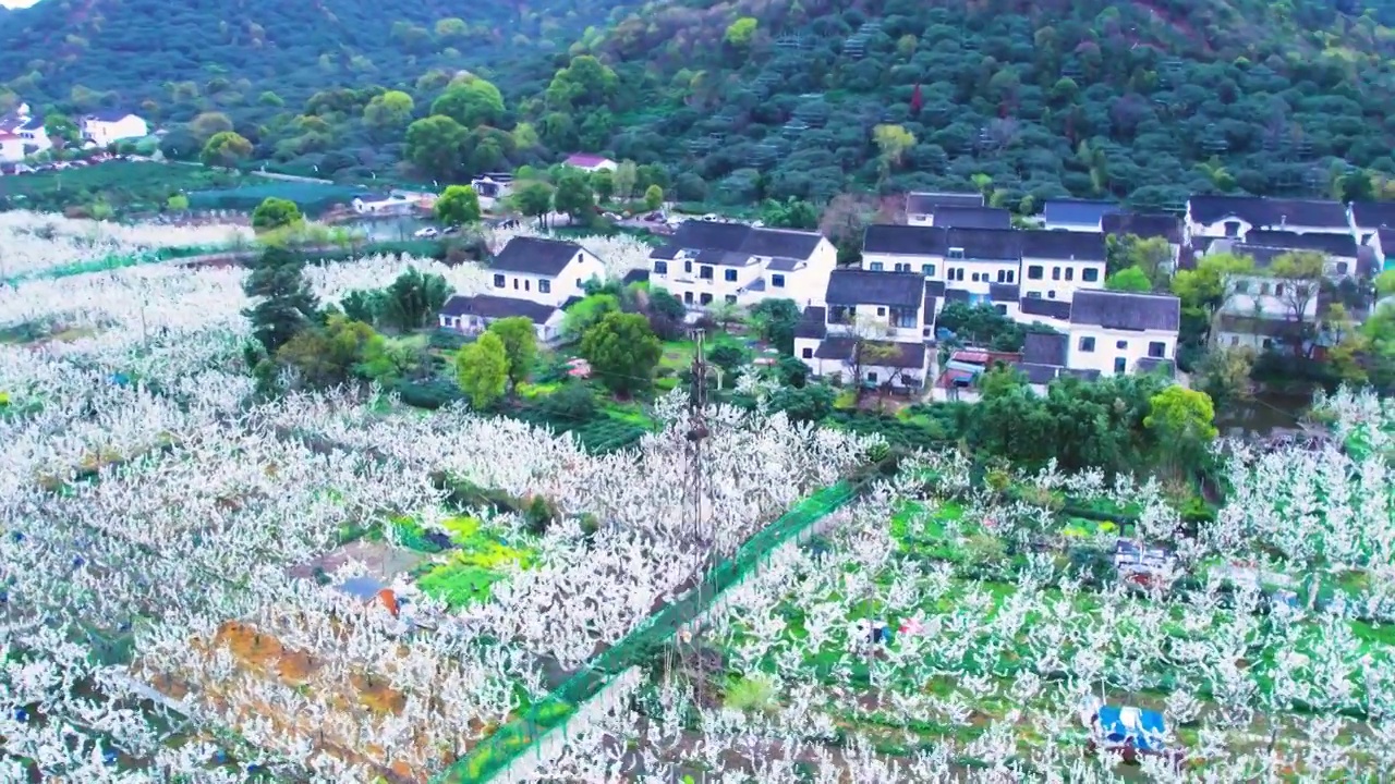 无人机航拍鸟瞰苏州树山翠冠梨果园基地梨园春天梨花盛开的景象视频素材