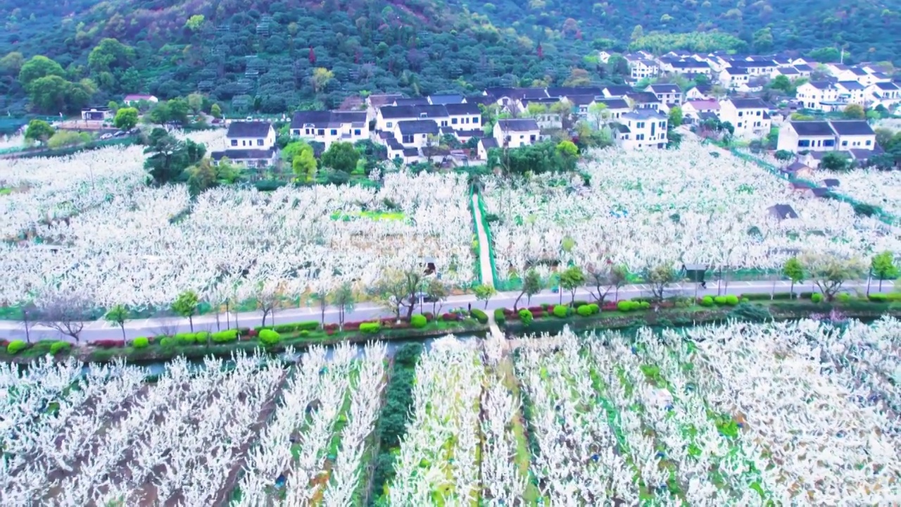 无人机航拍鸟瞰苏州树山翠冠梨果园基地梨园春天梨花盛开的景象视频素材