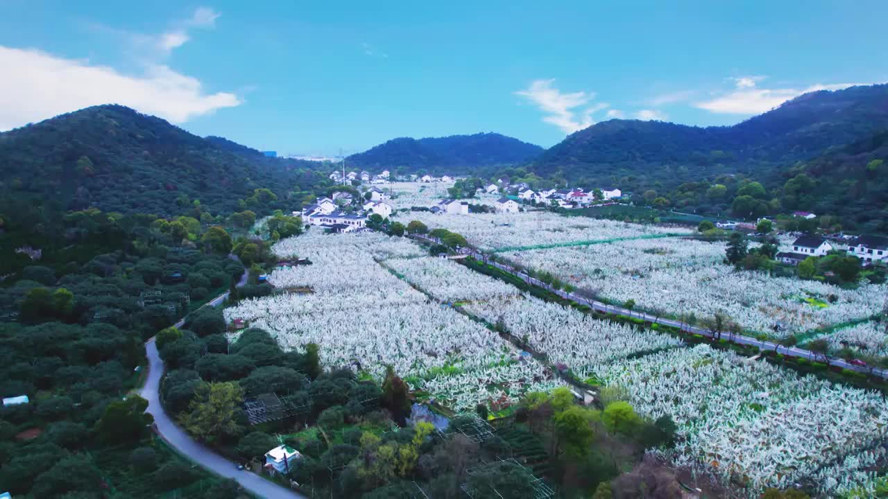 无人机航拍鸟瞰苏州树山翠冠梨果园基地梨园春天梨花盛开的景象视频素材