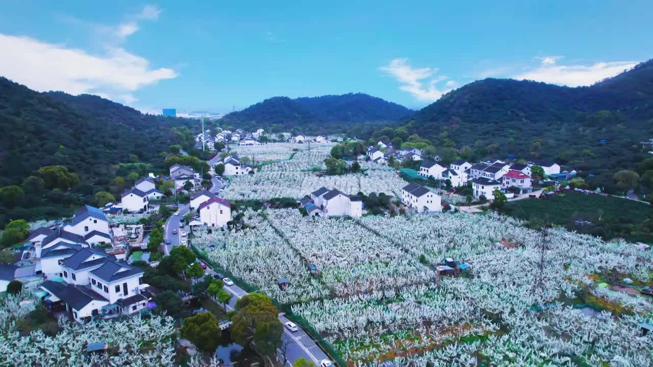 无人机航拍鸟瞰苏州树山翠冠梨果园基地梨园春天梨花盛开的景象视频素材