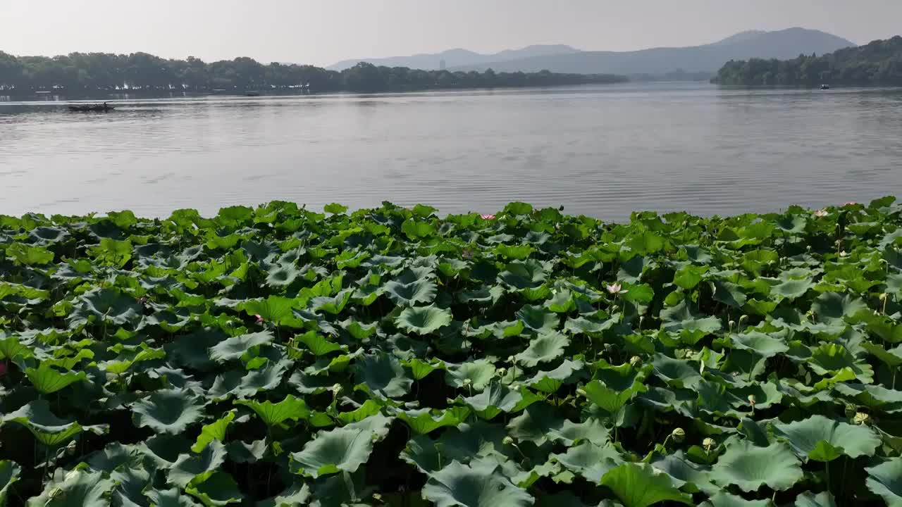 航拍杭州西湖荷花视频素材