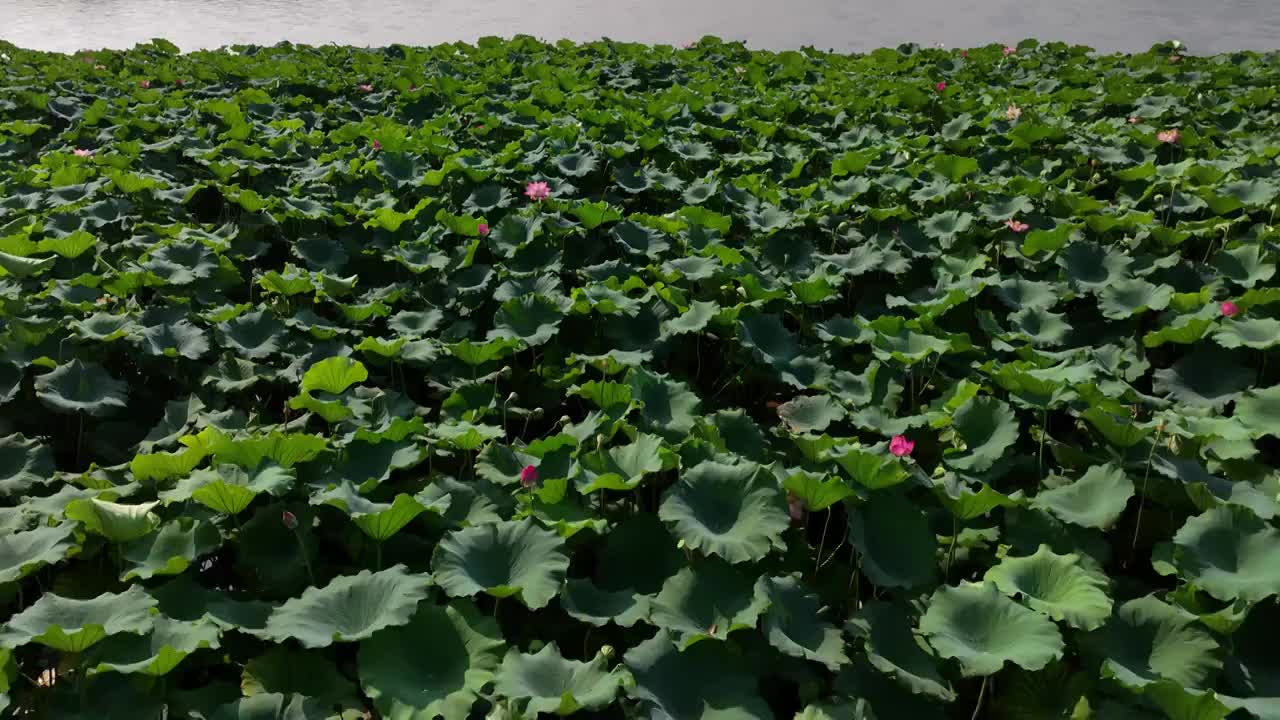 航拍杭州西湖荷花 曲院风荷视频素材