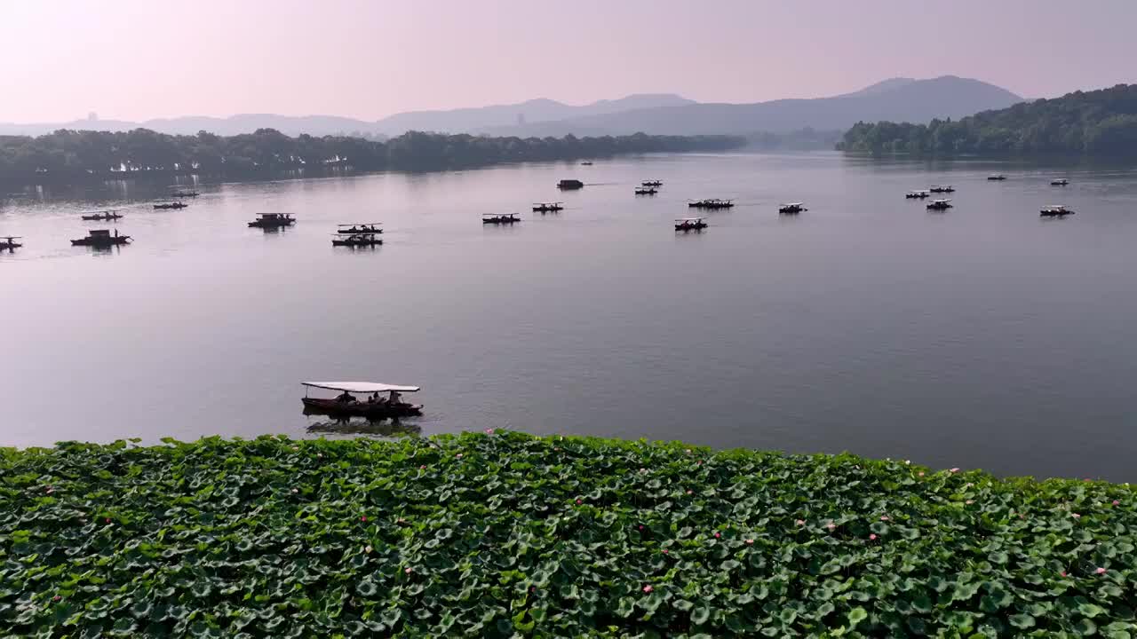 杭州西湖荷花 曲院风荷 游船 西湖视频素材