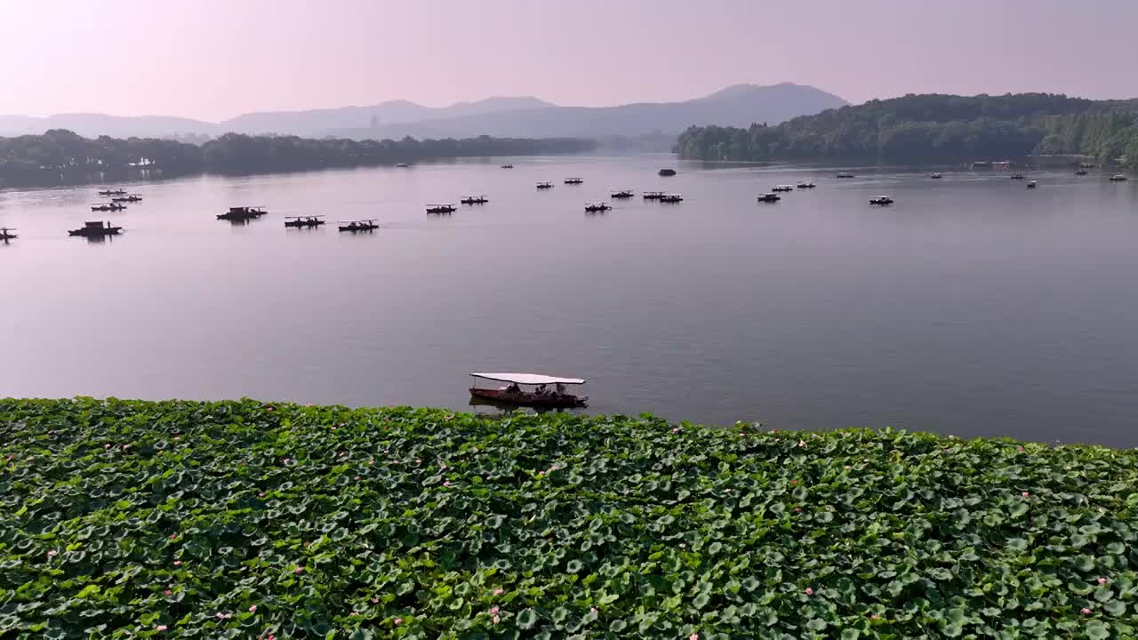 杭州西湖荷花 曲院风荷 游船 西湖视频素材