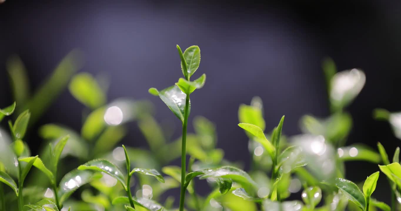 采茶叶特写 4k升格慢镜头 茶园采茶视频素材