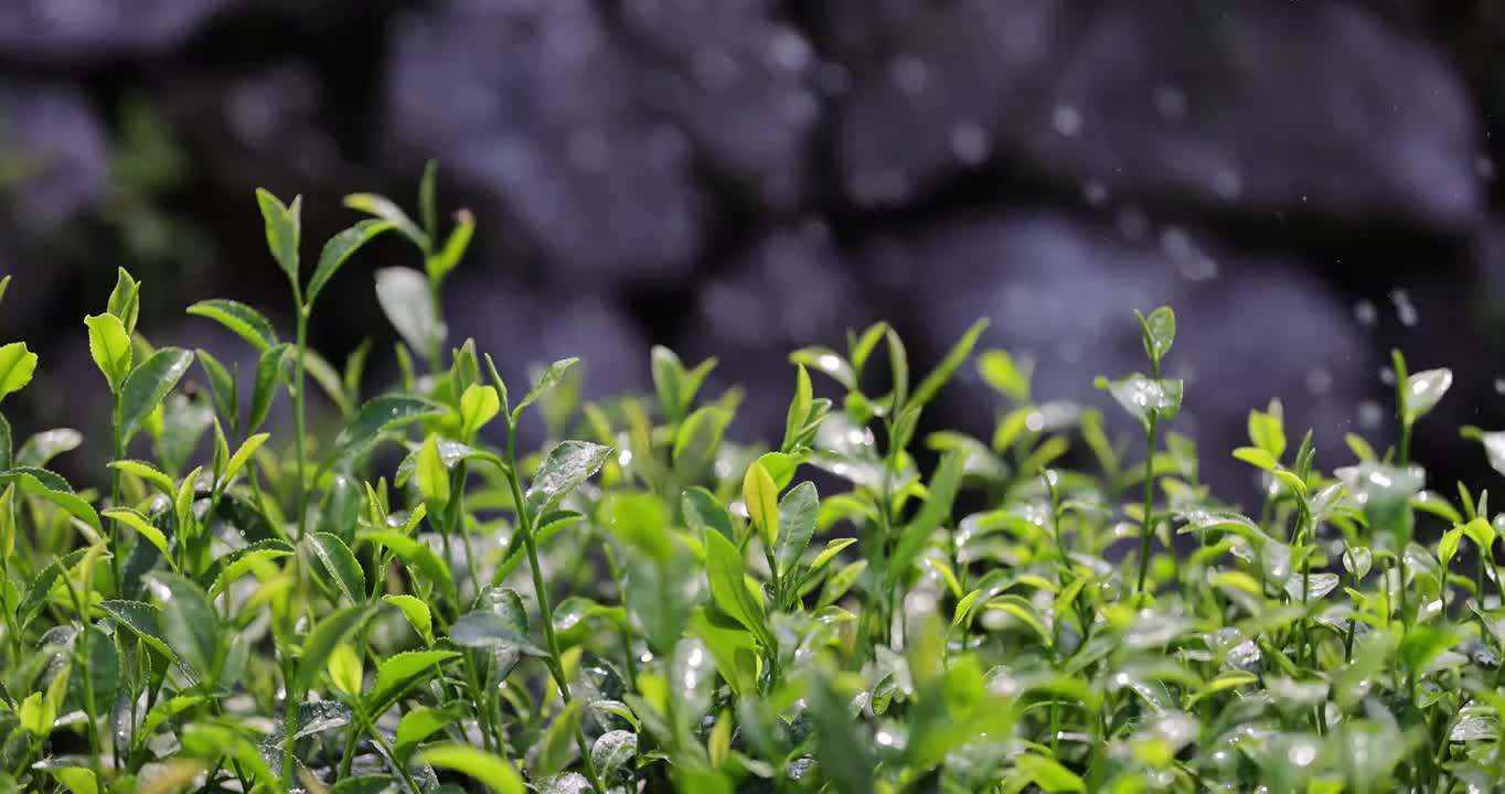 茶园茶叶4k升格慢镜 阳光雨露视频素材