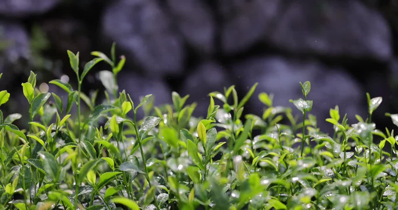 茶园茶叶4k升格慢镜 嫩芽 雨水 浇水视频素材