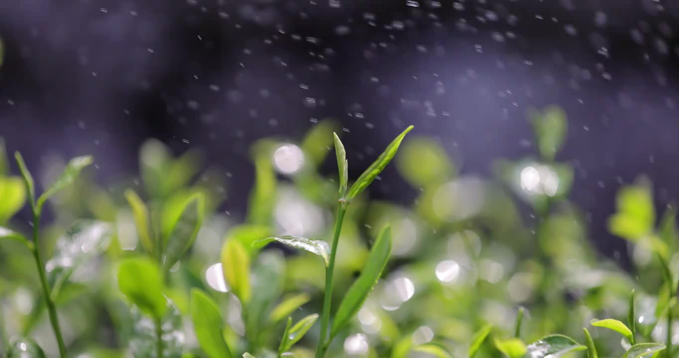 茶园茶叶4k升格慢镜 嫩芽 雨水 浇水视频素材