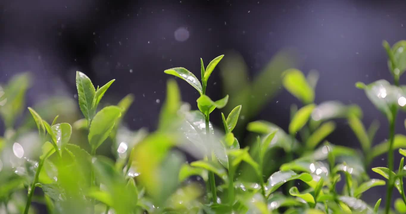 茶园茶叶 阳光雨露 4k升格慢镜视频素材