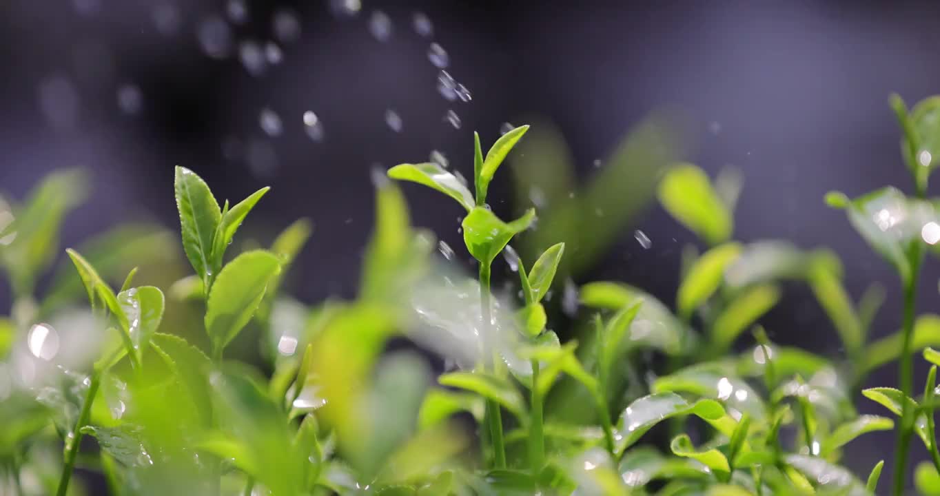 茶园茶叶4k升格慢镜 阳光雨露视频素材