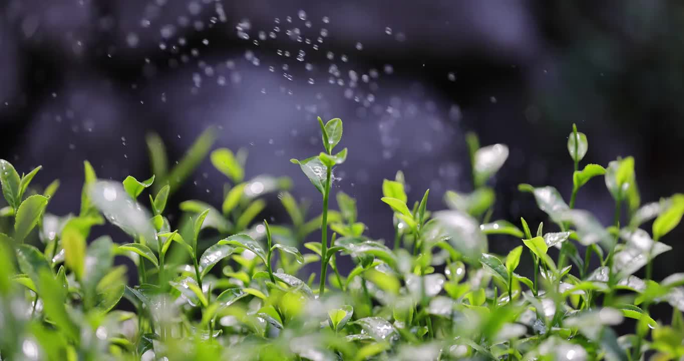 茶园茶叶4k升格慢镜 嫩芽 雨水 浇水视频素材