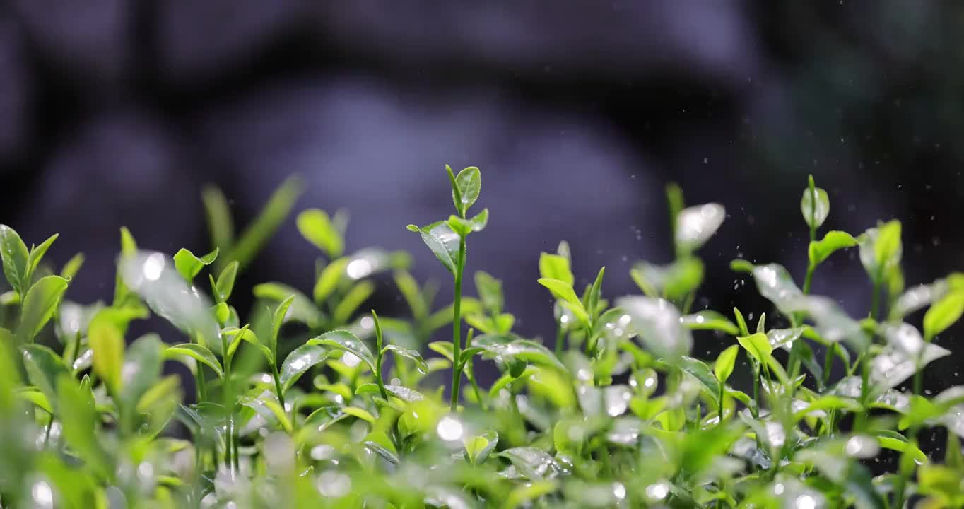 茶园茶叶4k升格慢镜 嫩芽 雨水 浇水视频素材