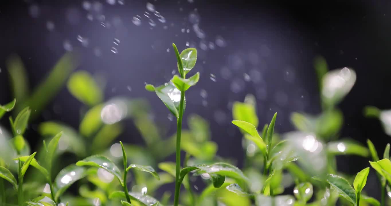 茶园茶叶4k升格慢镜 嫩芽 雨水 浇水视频素材