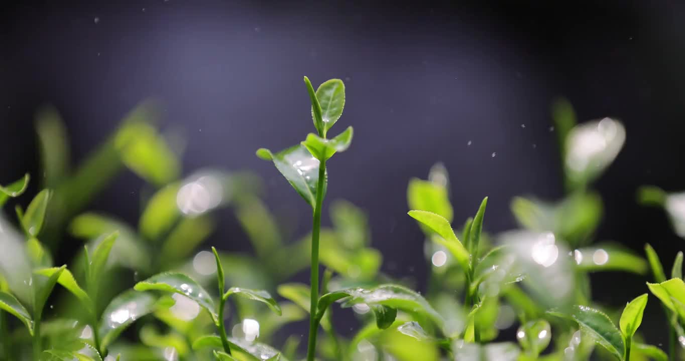 茶园茶叶4k升格慢镜 阳光雨露视频素材