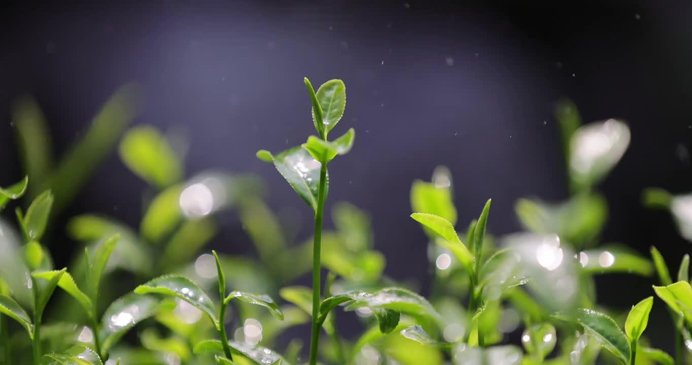 茶园茶叶4k升格慢镜 嫩芽 雨水 浇水视频素材