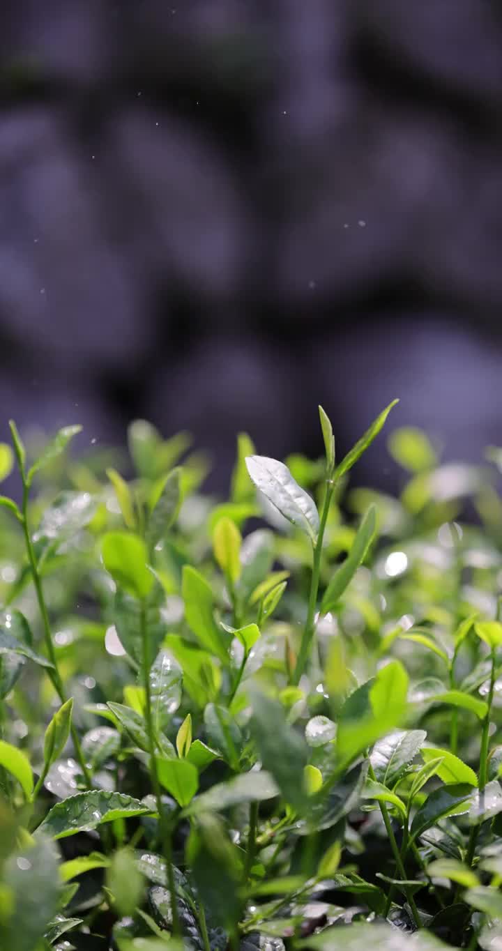 茶园茶叶4k升格慢镜 阳光雨露视频素材