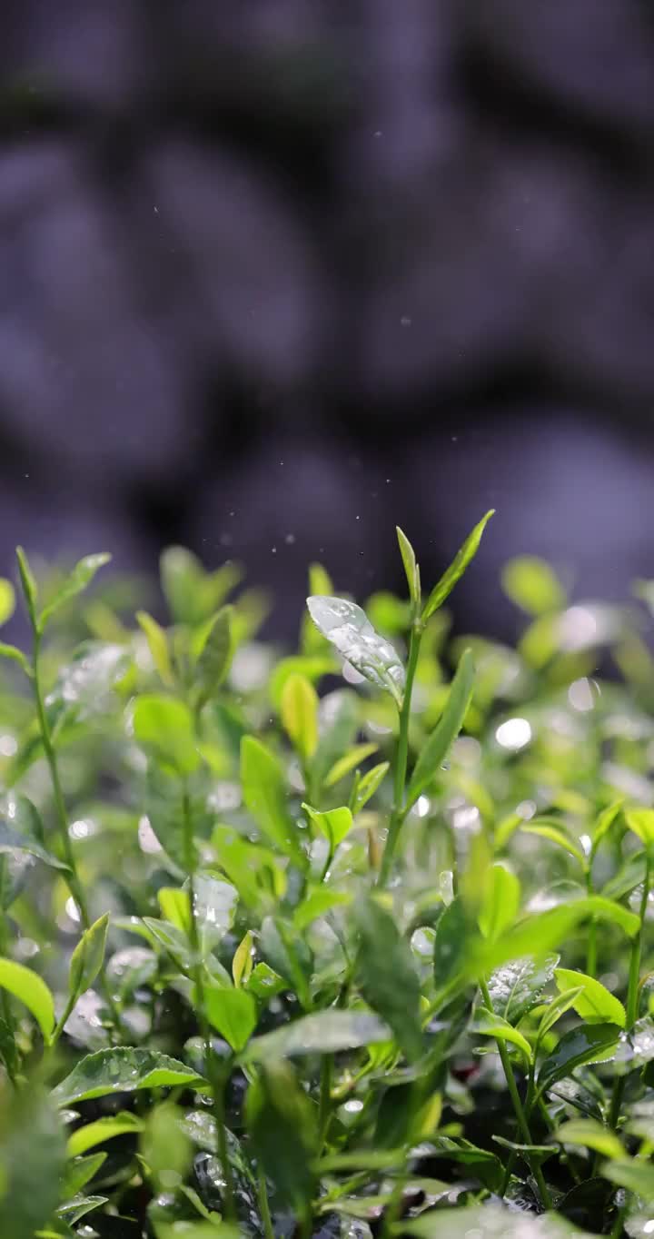 茶园茶叶4k升格慢镜 嫩芽 雨水 浇水视频素材