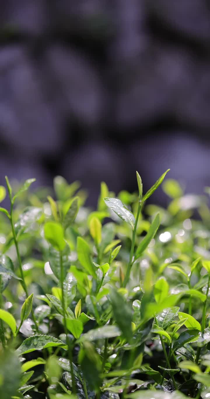 茶园茶叶4k升格慢镜 嫩芽 雨水 浇水视频素材