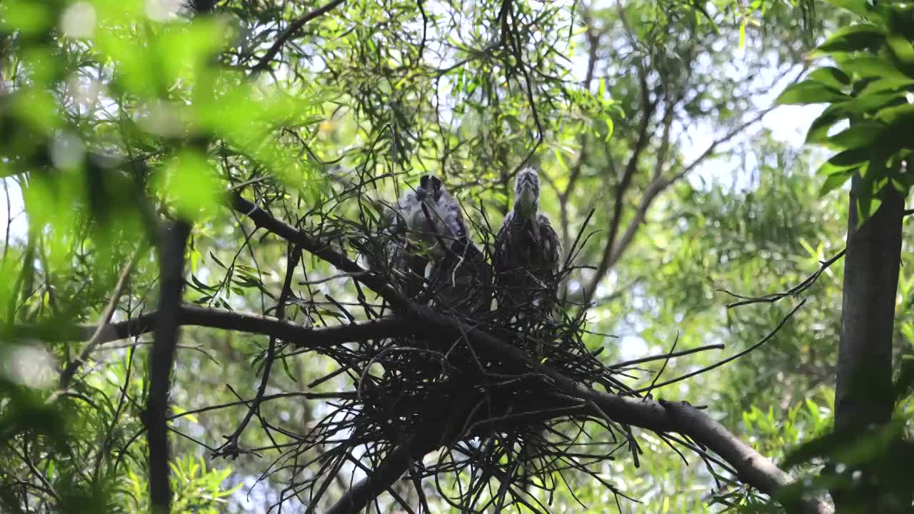 黑冠鳽视频素材