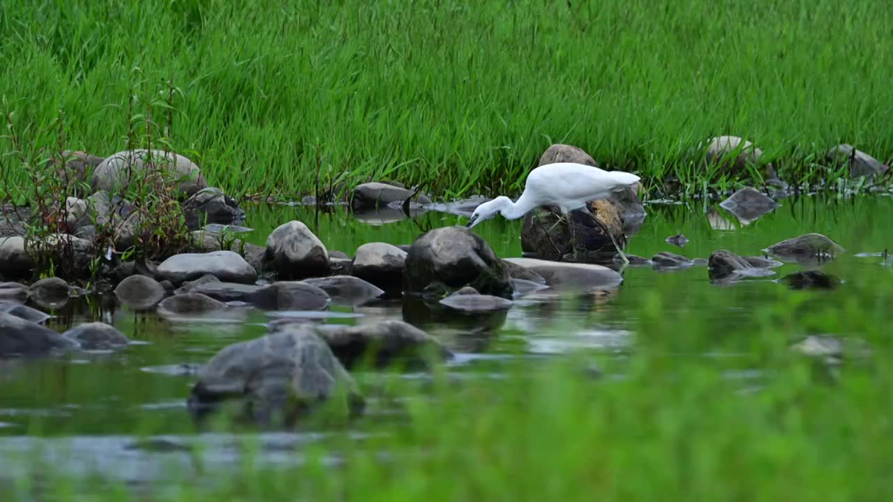 白鹭河中觅食视频素材