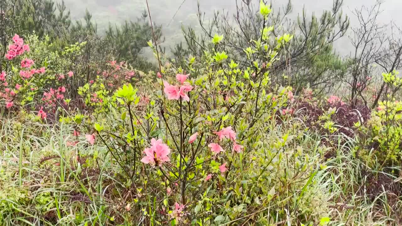 高山杜鹃花盛开，镜头转向登山者在稍事休息视频下载