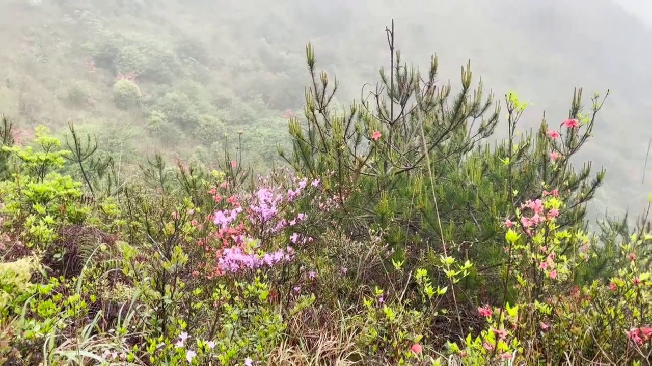 漫山遍野的高山杜鹃花视频下载