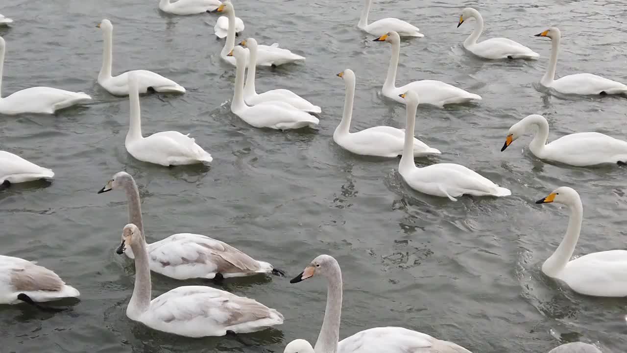 在湖水中自由嬉戏的天鹅视频素材