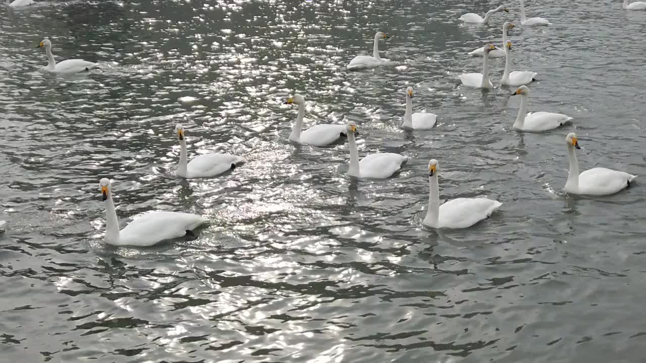 在湖水中自由嬉戏的天鹅视频素材