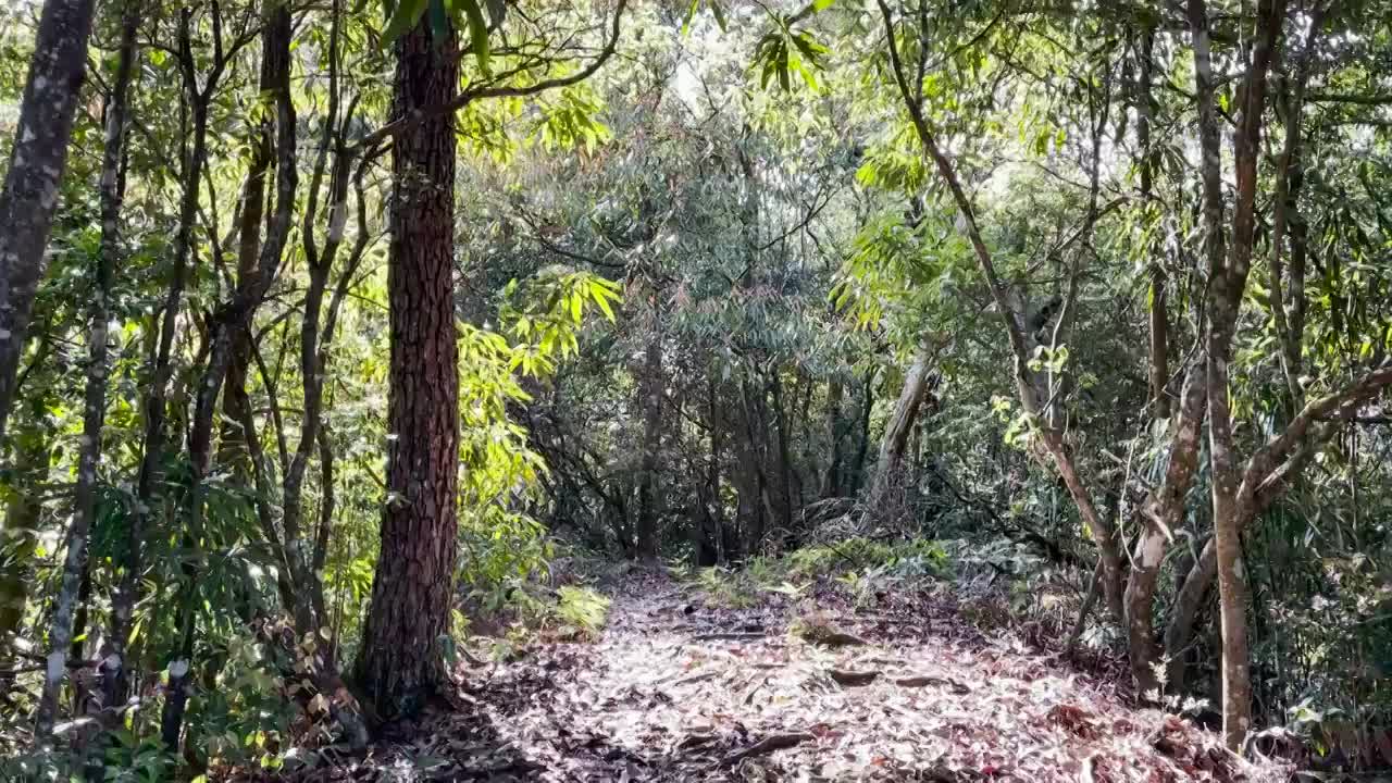 树林光影美丽原始森林徒步者走向你视频素材