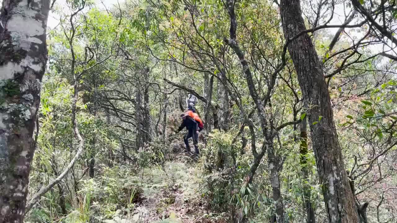 树林中登山者远远走过来视频素材