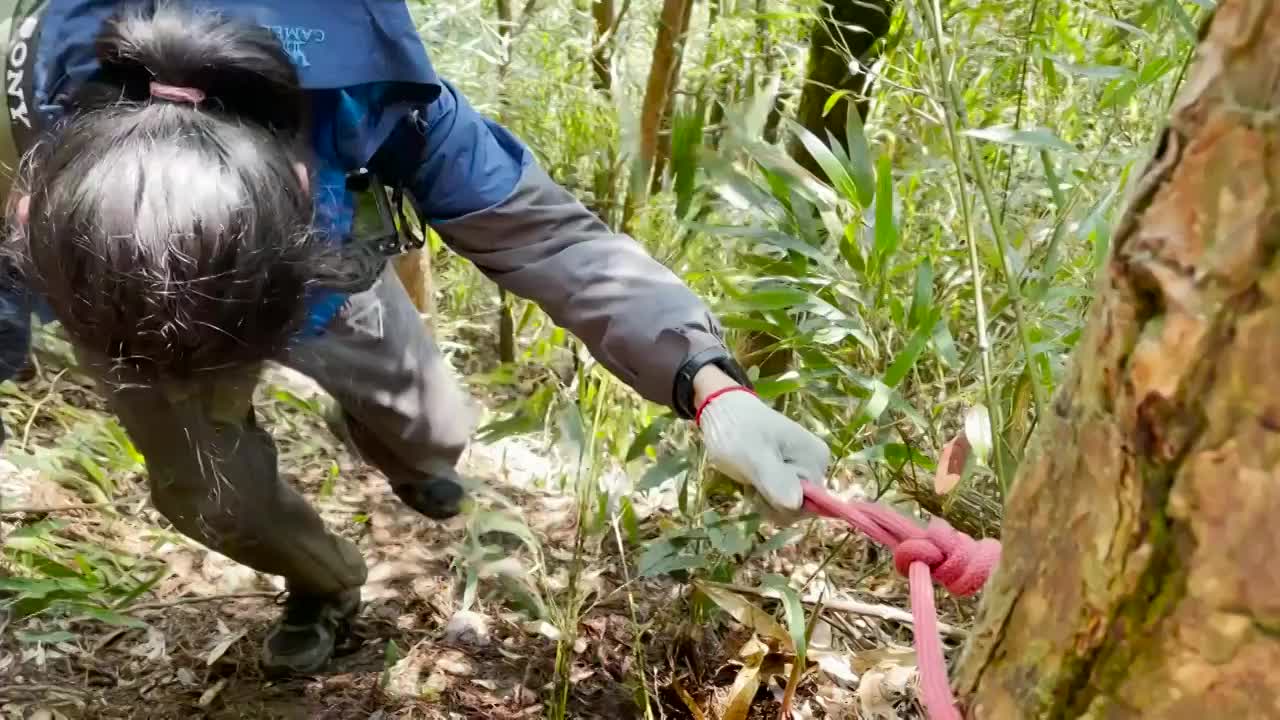 在陡坡中，登山者利用树木拉起绳索下降视频下载