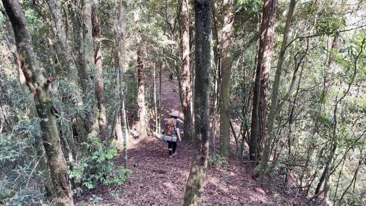 在茂密森林中越走越远的徒步者视频下载