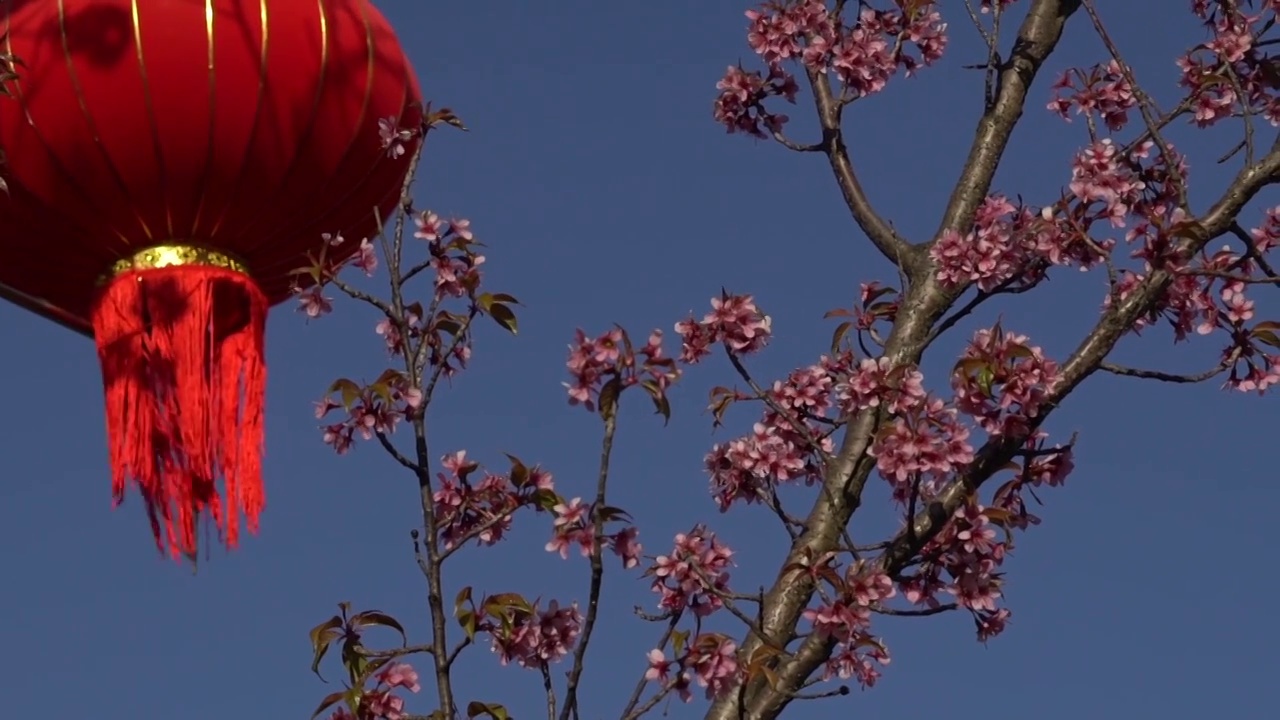 枝头鲜花和红灯笼相映成趣，喜上加喜，衬托氛围视频下载