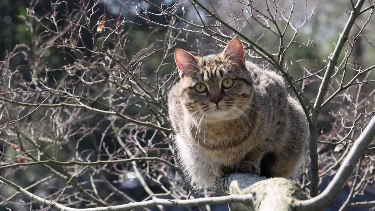 狸花猫 猫视频素材