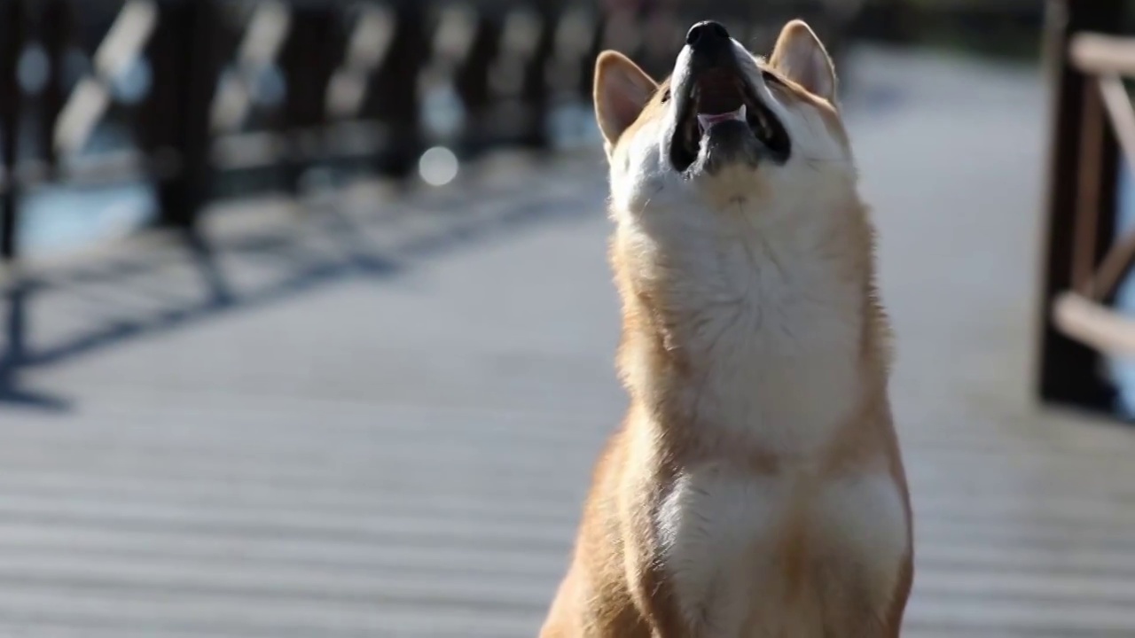 宠物狗 柴犬视频素材