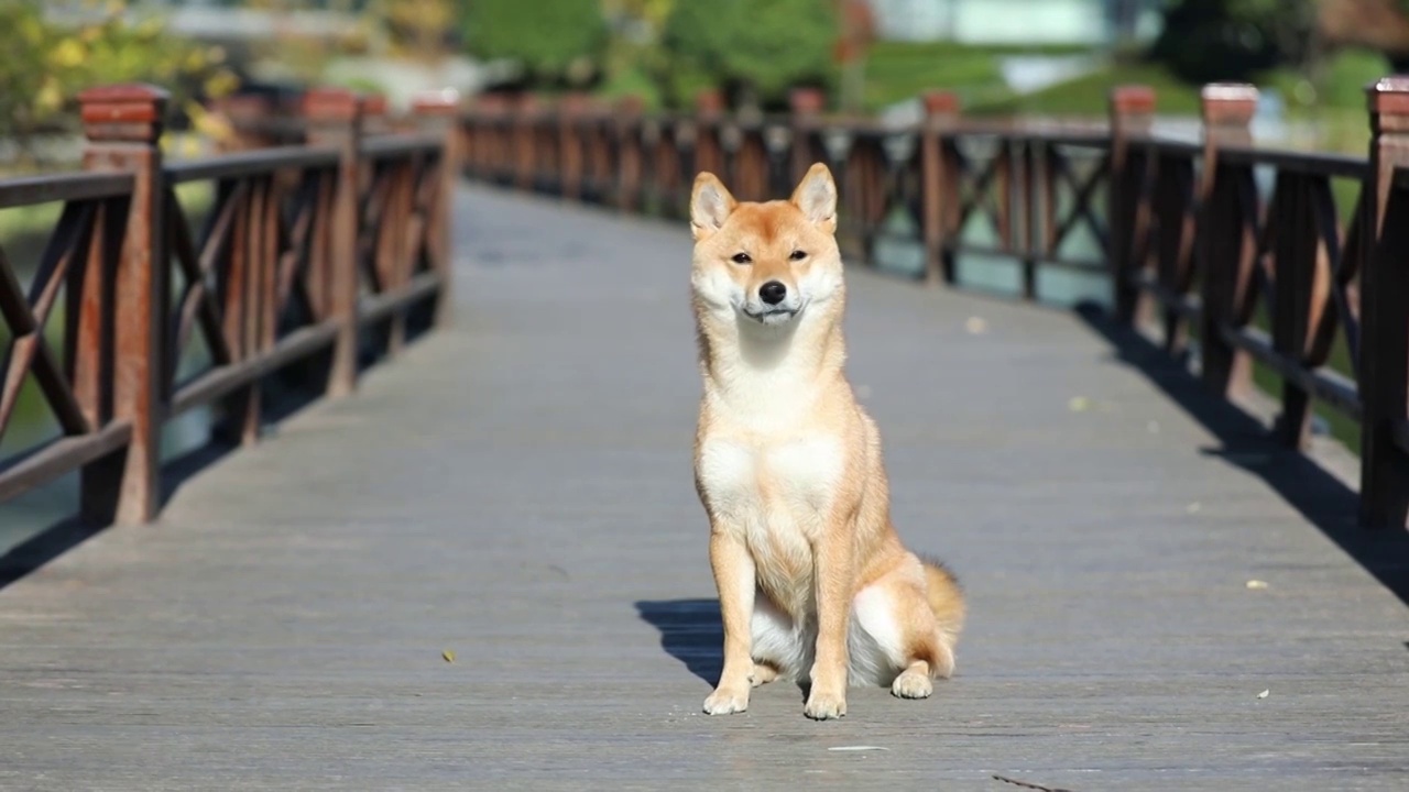 宠物狗 柴犬视频素材